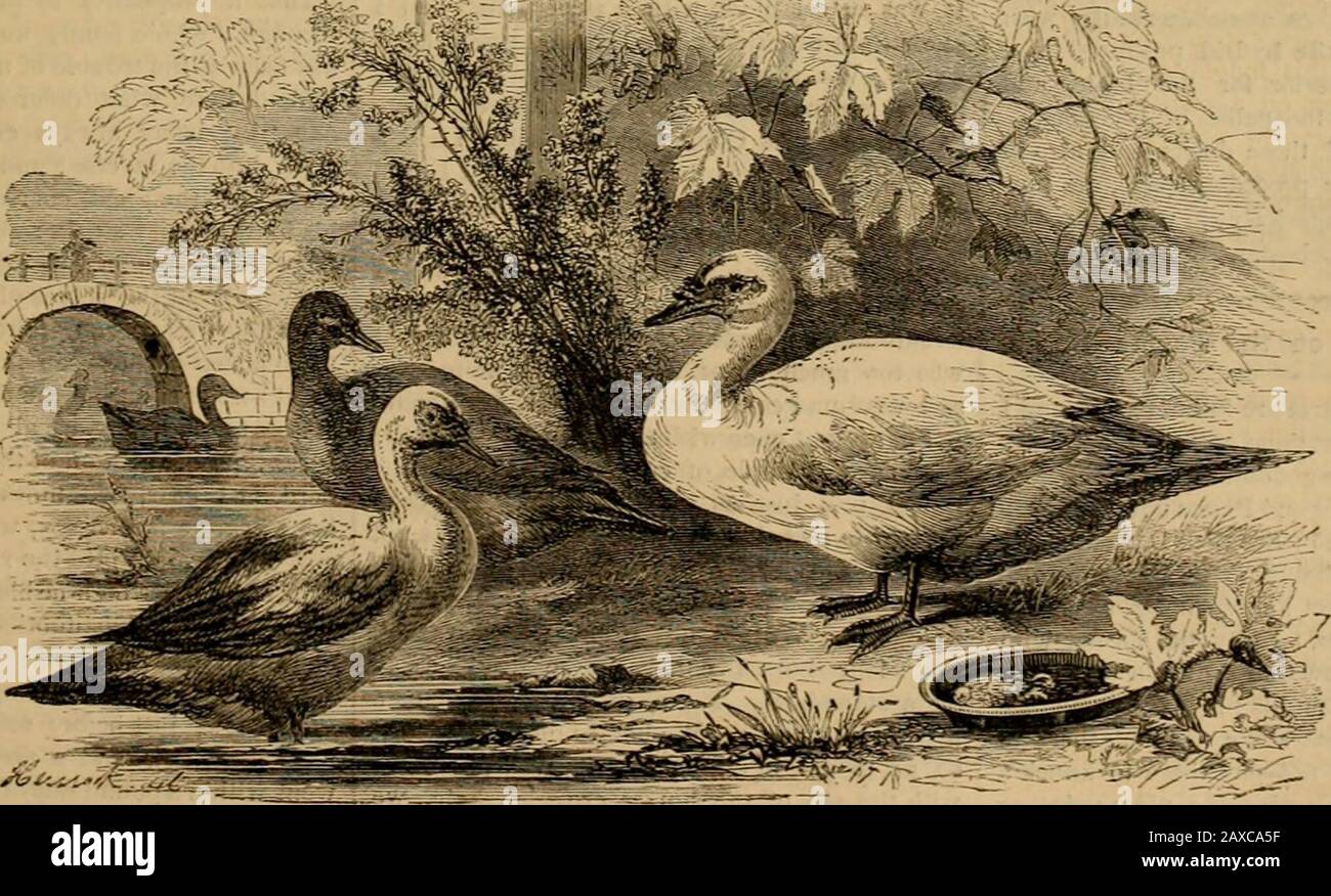 Agricolo americano, per la fattoria, il giardino e la famiglia. Saggi come infallibile presagio di settledwarm o tempo più caldo; E il loro southwardflight è presto seguito da wintry Weather.Sometimes sono catturati nella primavera mak-ing un errore, e da alcuni mezzi loro becoine-consapevole di esso ore prima di una tempesta fredda, e ri- trattare. Quando sono visti volare a sud in goodorder in primavera, guardare fuori per uno scatto freddo. Tewild geese che seguono la costa atlantica in primavera e ritorno con lo stesso percorso arerather shyer di quelli dell'interno. Theyare, inoltre, raramente così fine e grasso i Foto Stock