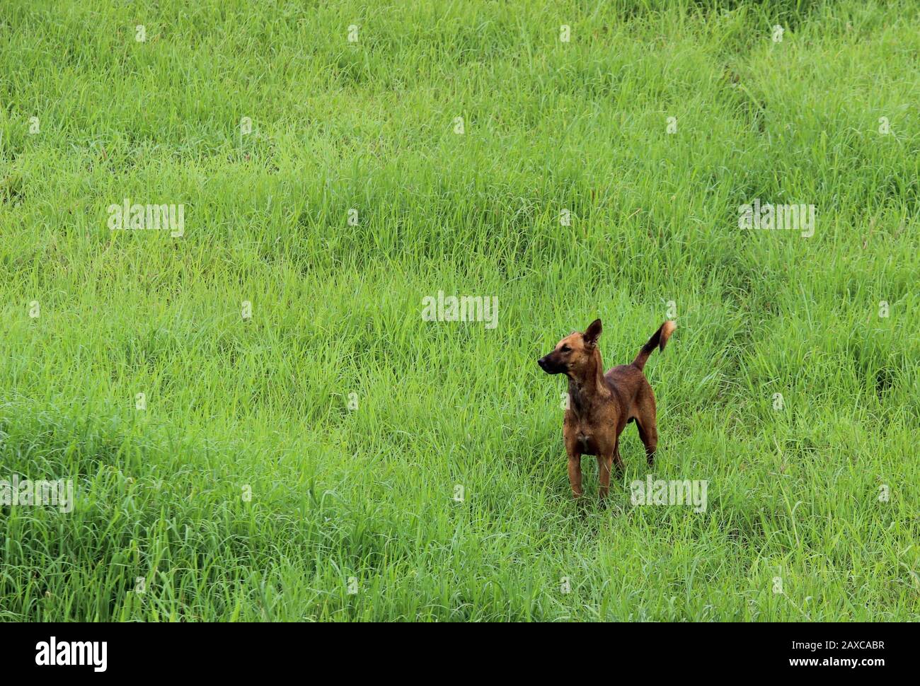 Bella giovane marrone scuro indiano Street dog nativo desi cane in verde erba campi all'aperto in natura Foto Stock