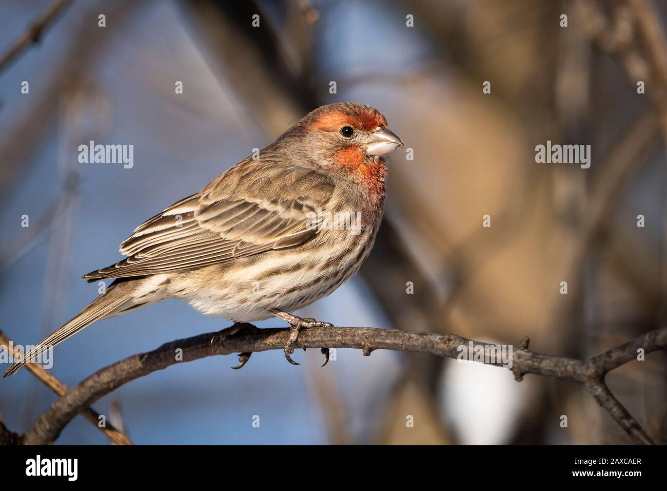 Casa Finch arroccato in un albero vicino a un alimentatore di uccelli durante l'inverno. Foto Stock