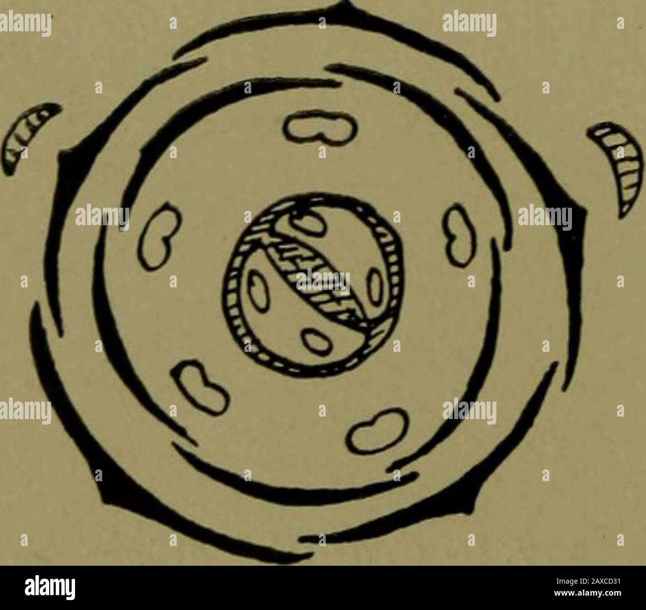 Piante e loro vie in Sud Africa . m^ Bowe, ha entrambi lievito semplice e composto la stessa pianta. B. tubiflorum^ Harv, mostra il basso delle prime foglie di un ramo ridotto in modo che le speleanghe appaiono semplici. Il nome significa germogliare foglia. Le foglie carnose cadono al suolo, e le piante giovani germogliano dai bordi dentellati. Queste radici sendout, e infine l'intera pianta prende radici. Si veda la Fig. No, pag. 122.la riproduzione Vegetativa è abbastanza frequente nell'ordine. Ordina Bruniace^. Questo ordine di nove generi e quarantaquattro specie è particolarità del Sudafrica. È confinedprincipalmente Al Così Foto Stock