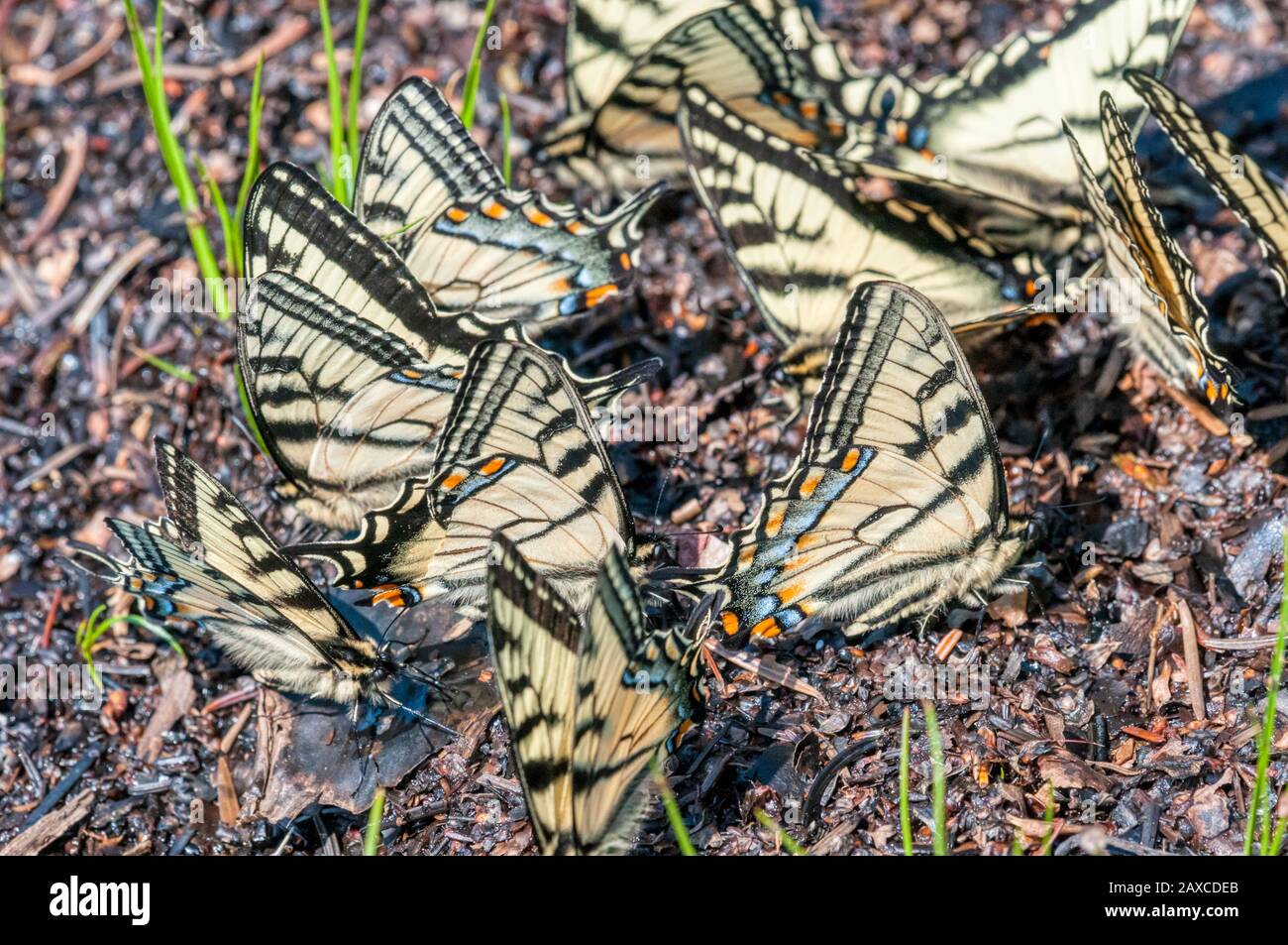 Coda di rondone canadese, Papilio canadensis, farfalle che si radunano in una zona di terreno umido a Terranova, Canada. Foto Stock