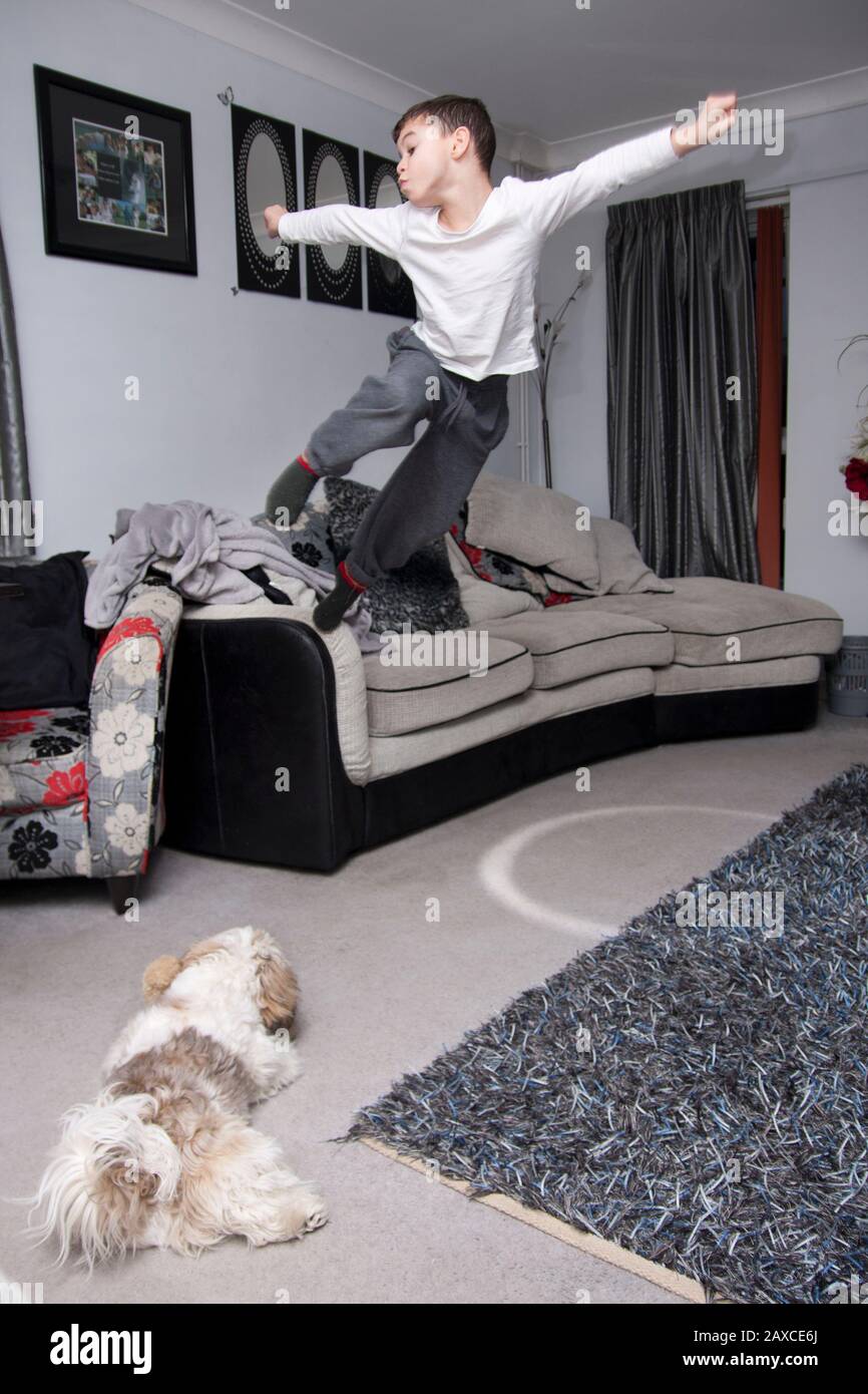 ragazzo energico con cane tsu che salta sul divano Foto Stock