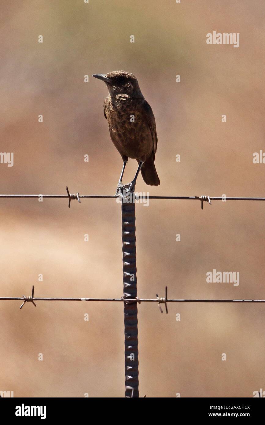 Anteater-chat meridionale (Myrmecocichla formicivora) femmina o immaturo arroccato su recinto post Namaqualand, Sudafrica novembre Foto Stock