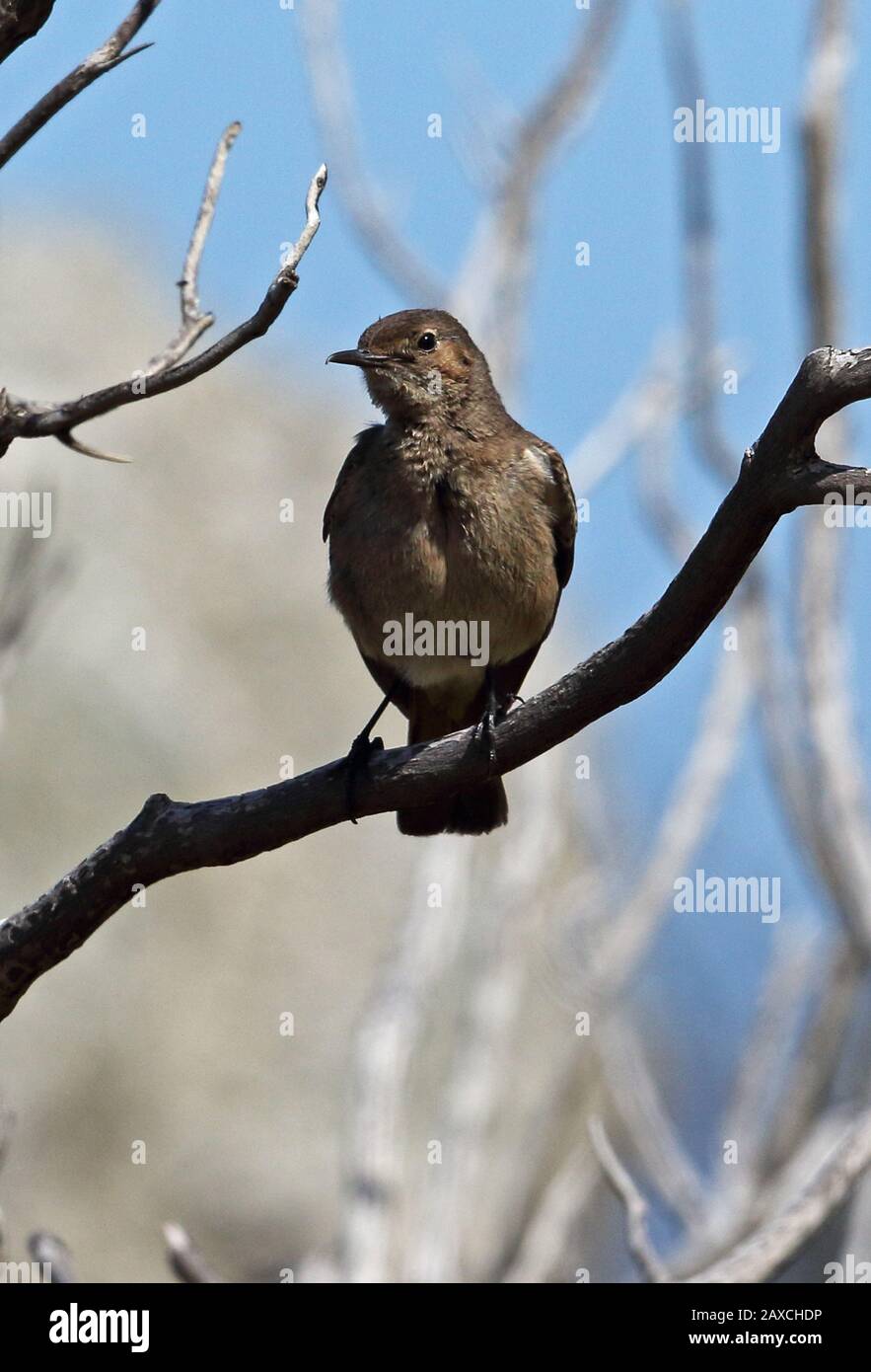 Anteater-chat meridionale (Myrmecocichla formicivora) femmina o immaturo arroccato sulla diramazione sud occidentale Capo, Sud Africa novembre Foto Stock