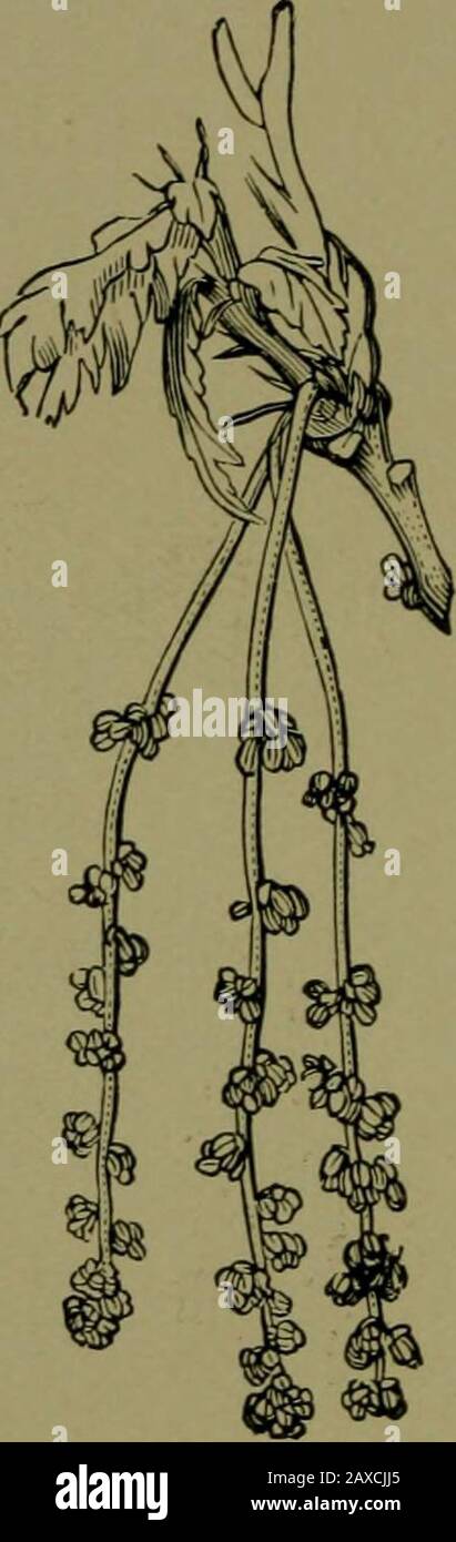 Piante e loro vie in Sud Africa . Fig. 254.- semi di Willow pronti per il volo. Possono essere uniti sotto l'unico ordine Amentaceae. Essi arewwoody piante con foglie alternate. I fiori staminati appendere 282 Piante e loro Modi in Sud Africa in armamenti o catkins. I fiori di pistillate formano catkins come inWillow e Poplar, o possono accadere in teste a fiore. Nella quercia la testa è ridotta ad un fiore. La frutta delle Salicaceae è una capsula con molti semi, negli altri ordini è ISA Nut. I fiori sono dioecious o monoecious. Essi aretout in buona stagione nella primavera iniziale, e stanno oscillando loro Foto Stock