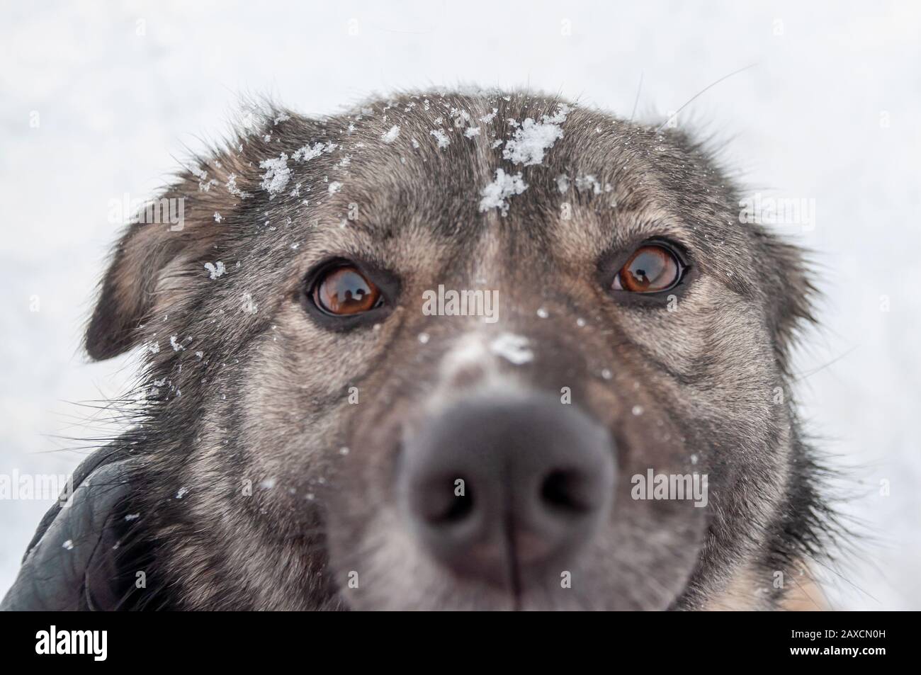 Primo piano, ritratto di un cane carino con grandi occhi marroni tristi e una domanda chiara guardare sullo sfondo di uno spazio coperto di neve in un inverno d Foto Stock