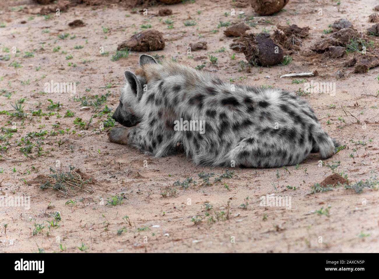 Avvistato hyena riposante presso il Rooidam Waterhole nella mattina presto al Parco Nazionale Addo Elephant, Capo Orientale, Sud Africa Foto Stock