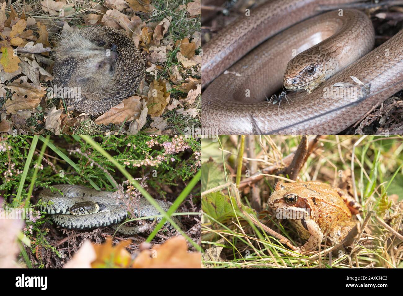 Immagine composita di specie animali da giardino nel Regno Unito Foto Stock