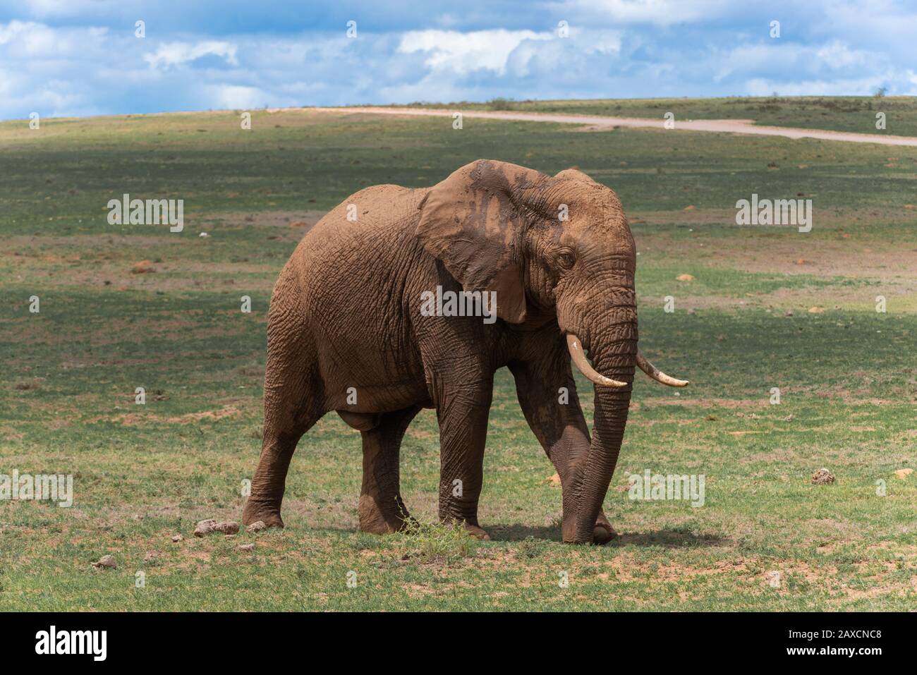 Grande maschio africano fango spattered elefante cammina attraverso il veldt nel Parco Nazionale Addo Elephant, Capo Orientale, Sud Africa Foto Stock