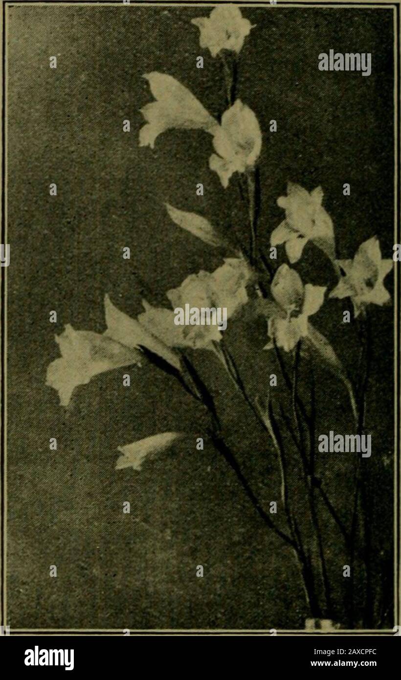 Piante e loro vie in Sud Africa . Fig. 241.-Marcea tripeiala, Ker. Fig. 242.-Gladiolus gracilis, Jacq. Che sono prodotti in grande abbondanza nelle lampadine e nelle ascelle di theleaves. I conducenti di trasporto usano una decozione della corteccia dell'albero della spina{Acacia horrida, Willd.) come antidoto. Questo stabilimento copre grandi areasnella regione occidentale. Romulea ( Frutang ). - Fiori rosso-viola, lilla, giallo oro. Foglie strette, di solito sovra-topping i fiori. Aristea è un genere ampiamente distribuito, con blueflower luminosi, che si attorciggono a spirale e diventano inky dopo il fiore-ing. La staffa interna è carta Foto Stock