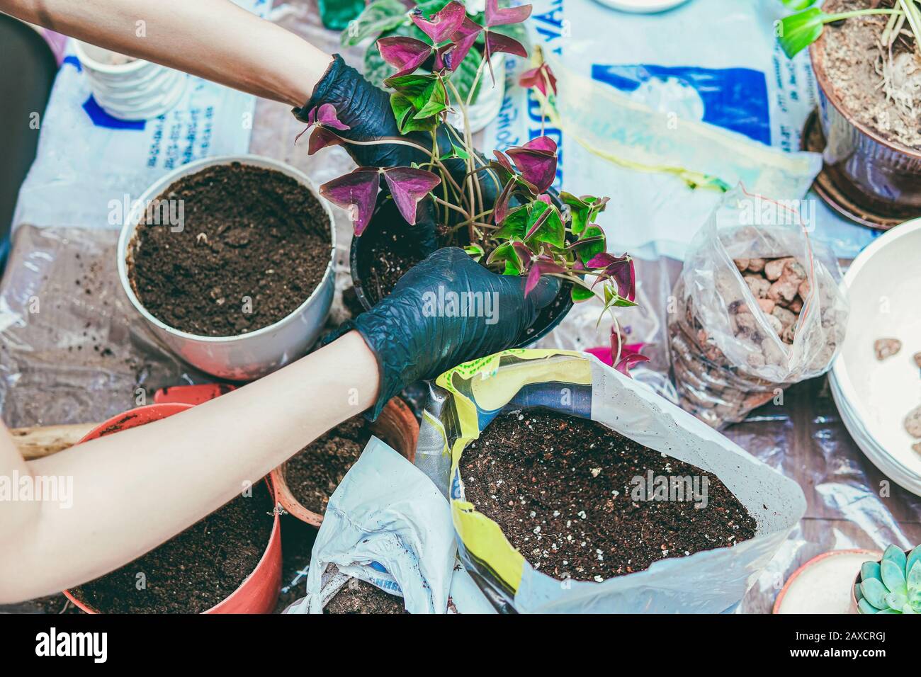 Cura della donna circa le piante domestiche usando la pala. Hobby di giardinaggio interno. Foto Stock