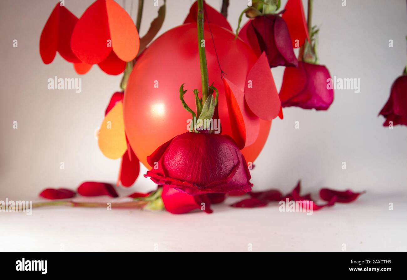 rose rosse, cuori di carta e palloncino in bianco concetto di fondo di amore o san valentino giorno Foto Stock