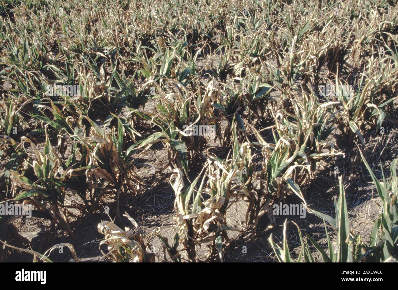 Crop failure "Sorghum bicolor" , conosciuto anche come Milo o o Broom Corn, Nebraska. Foto Stock