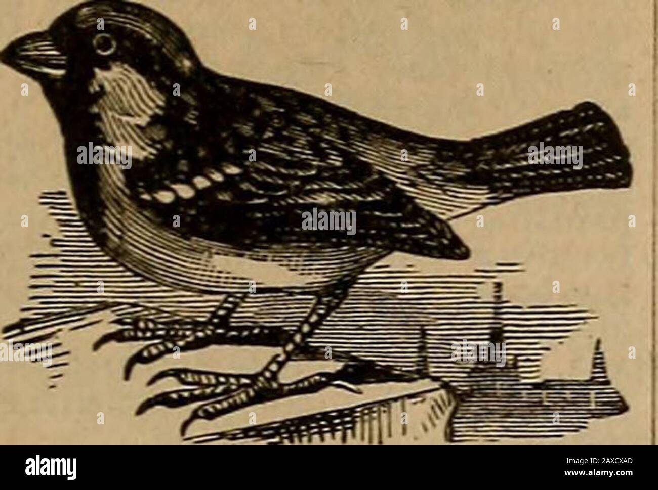 Dizionario Pratico Di Webster Un Dizionario Pratico Della Lingua Inglese Che Da L Ortografia Corretta La