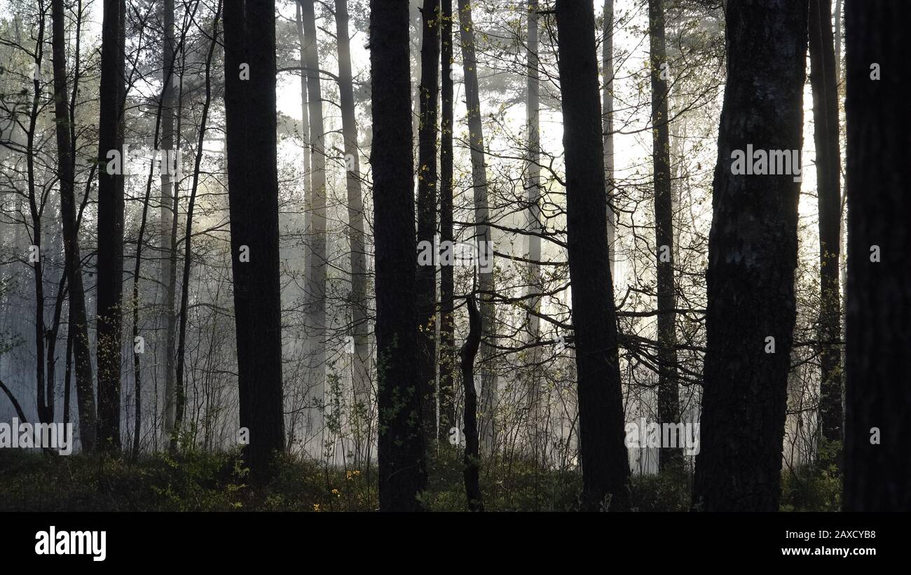 Paesaggio naturale con una foschia fumosa nella foresta degli alberi misti dopo un incendio. Giornata di sole scena della stagione secca della primavera all'estate. Foto Stock