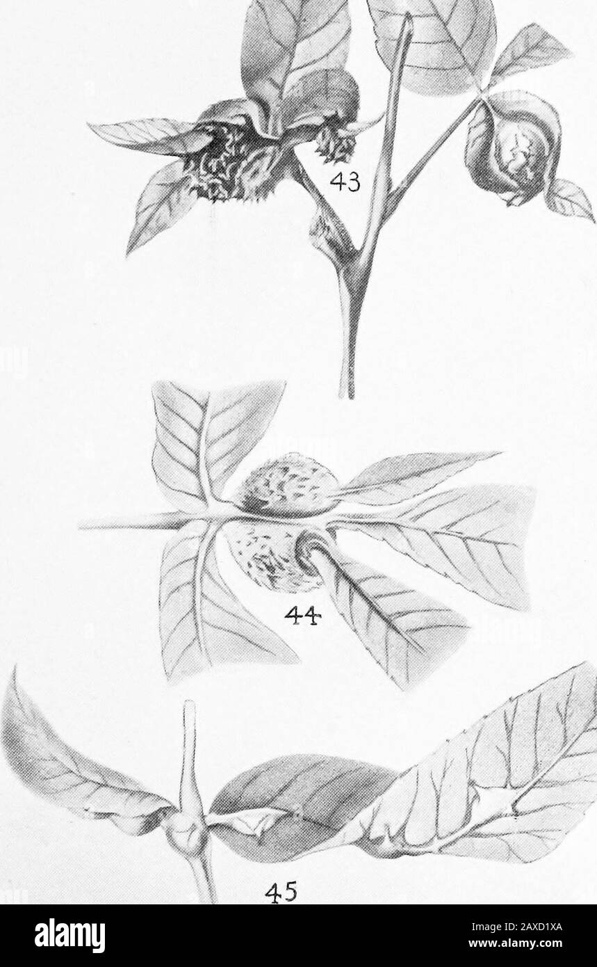 Phylloxerinae nordamericano che interessa Hicoria (Carya) ed altri alberi. Piastra VII.Phylloxera spinosum Shimer, var.: Fig. 43. Palle giovani - immature.Fig. 44. Gall maturo: Dimensioni naturali. Fillossera perniciosa Pergande, n. sp. Fig. 45. Palle mature: Taglia naturale. PIASTRA VIE. Setto in c.-Fillossera (Shimer) della piastra IX.Phylloxera.Fig. 46. Gall maturo, sezione verticale - ingrandita.Fillossera c-folia Fitch.Fig. 47. Gall maturo, sezione verticale - ingrandito. Fillossera pitta Pergande, n. sp. Fig. 48. Gall maturo, sezione verticale - ingrandito. Fillossera pilosula Pergande, n. sp. Fig. 49. Gall maturo, sezione verticale - ingrandito Foto Stock