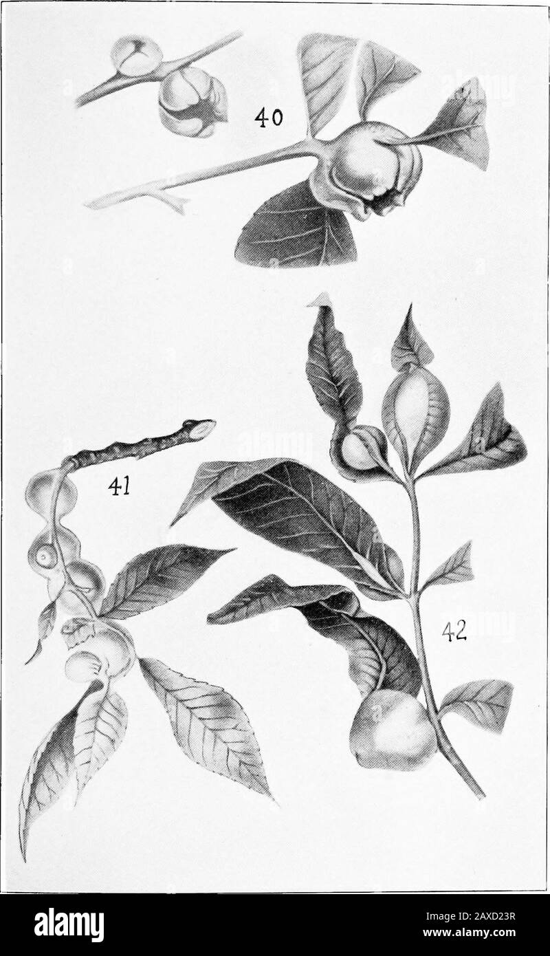 Phylloxerinae nordamericano che interessa Hicoria (Carya) ed altri alberi. Piastra VIII.Fillossera c.-caulis Fitch.Fig. 40. Palle mature, forma tipica, taglia naturale. Fillossera c.-magnum Shimer, var. Fig. 41. Palle mature - taglia naturale.Fig. 42. Palle mature: Taglia naturale. Piastra Vn. Piastra VII.Phylloxera spinosum Shimer, var.: Fig. 43. Palle giovani - immature.Fig. 44. Gall maturo: Dimensioni naturali. Fillossera perniciosa Pergande, n. sp. Fig. 45. Palle mature: Taglia naturale. PIASTRA VIE Foto Stock