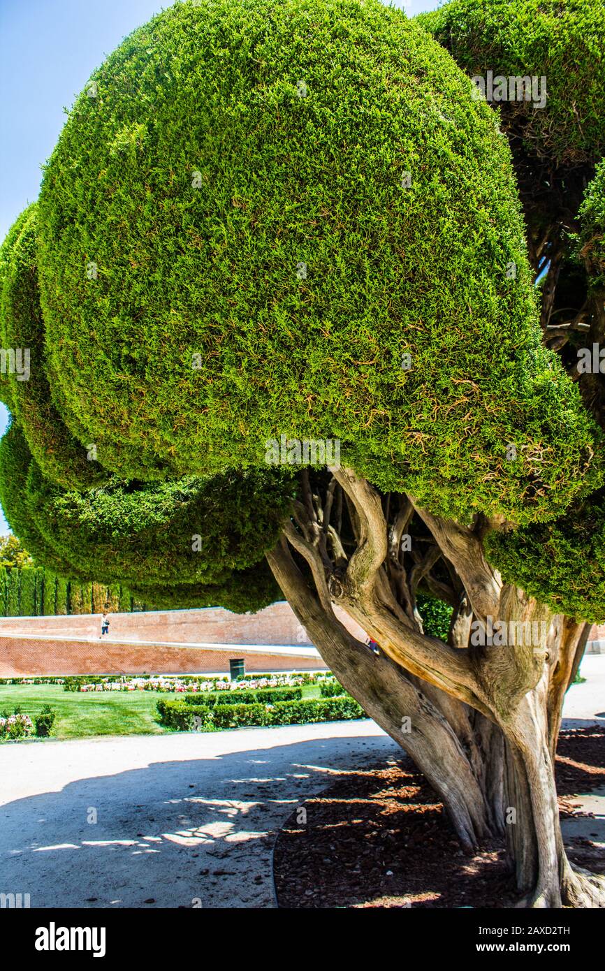 Pollarded alberi del Parco del Buen Retiro, Madrid, Spagna Foto Stock
