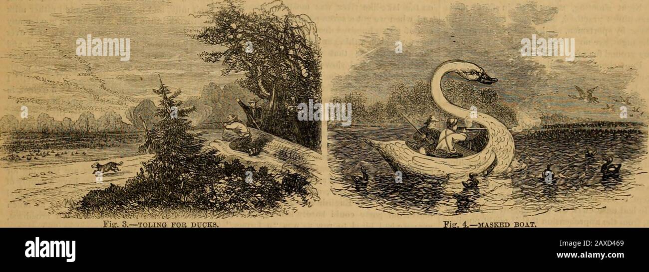 Agricolo americano, per l'azienda agricola, giardino e famiglia. I suoi trib-utari sono stati a lungo famosi per gli immeuseflocks di uccelli selvatici che li ricorrono a questo cibo di ite della tela-backs è il Tape-prateria Eel-grass, Vallisneria spiralis. Questo, che, a proposito, è caldo un'erba affatto, ha foglie piatte, nastro-come, due piedi o più in lunghezza, escresce in ruscelli lenti, completamente sommerso.Si dice che la tela-dorsi mangia solo teroots di questa pianta, mentre altre anatre alimentano uponthe Fig. 2.-SPARARE FBOM UN OB CIECO SCBEEN. Sembra essere concesso che l'eccellenza del Canvas-back è dovuto Foto Stock