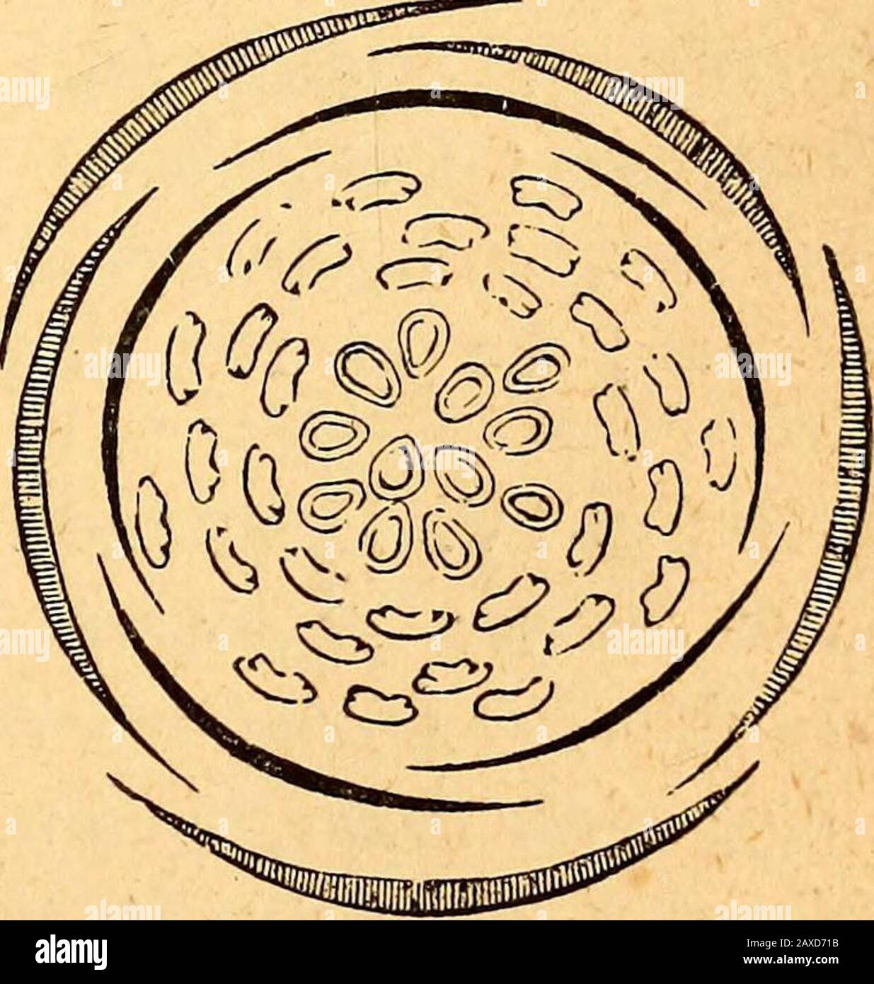 Libro-testo di botanica strutturale e fisiologica. Il calice lous ha un tubo di varia struttura, ed è spesso circondato da un'involucre epi-calyxor a 4 o 5 cleft, le cui foglie si alternano ai setti; i petali sono perigini [a volte volenti] ; Gli stami rarelyso pochi come cinque, di solito 12 a icx), libero ed anche perigino ; gli ovari per lo più con un unico ovulo anatropico ; e lo stile di solito più o meno laterale.[generi principali : - Rosa, Alchemilla, Fo-terium, Sanguisorba, Agrimonia, Rzibus, Fragaria, Geum, Fitenarum, Fitenarum. Il calyx-tubeof carnoso alcune specifiche Foto Stock