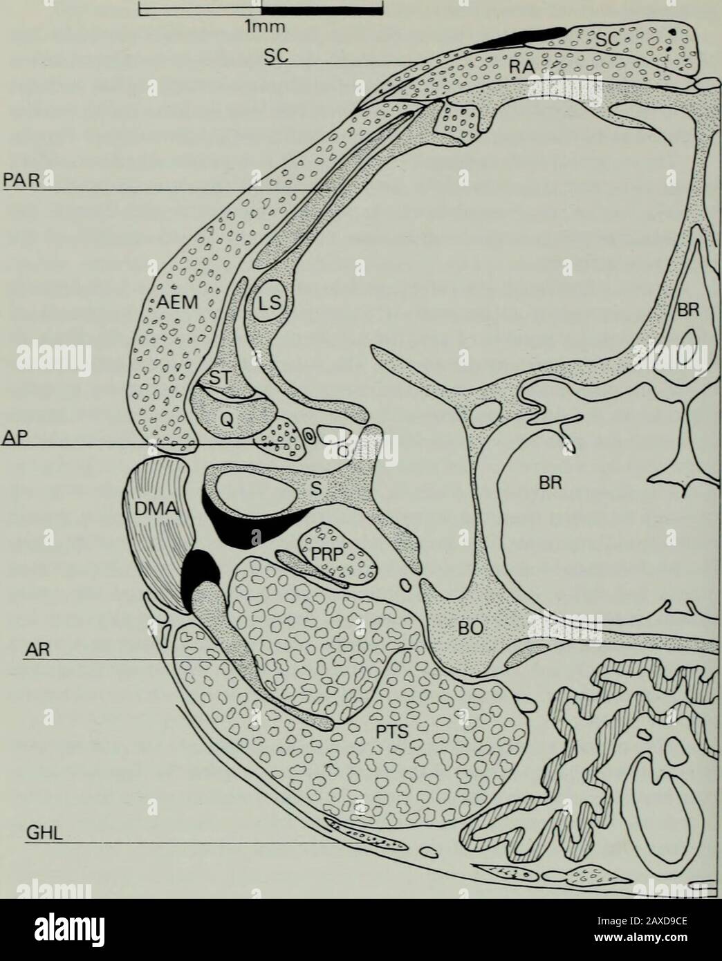 Annali del Sud Africa MuseumAnnale van die Suid-Afrikaanse Museum . erior muscle. Il muscolo si presenta tendinosamente dietro l'origine del muscolo genioglossuspmuscle, dalla superficie profonda del foglio di fascia che copre la muscolatura della gola ventrale e inserisce fleshily lungo la superficie ventrale del primo cerato-branchial, ventromedialmente all'origine del muscolo ioglosso. La muscleè innervata da un ramo del nervo glossofaringeo. Gruppo depressore mandibulae il m. depressore mandibulae (Figg. 14-16) è un foglio superficiale di fibersdietro la muscolatura dell'adduttore. Si trova laterall Foto Stock