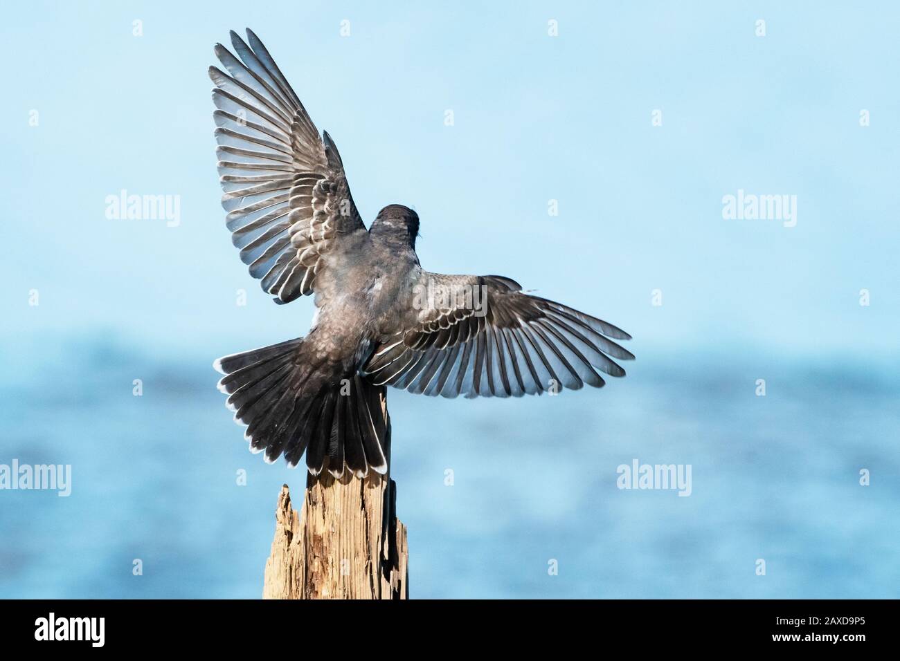 Atterrare a cavallo con il kingbird orientale Foto Stock