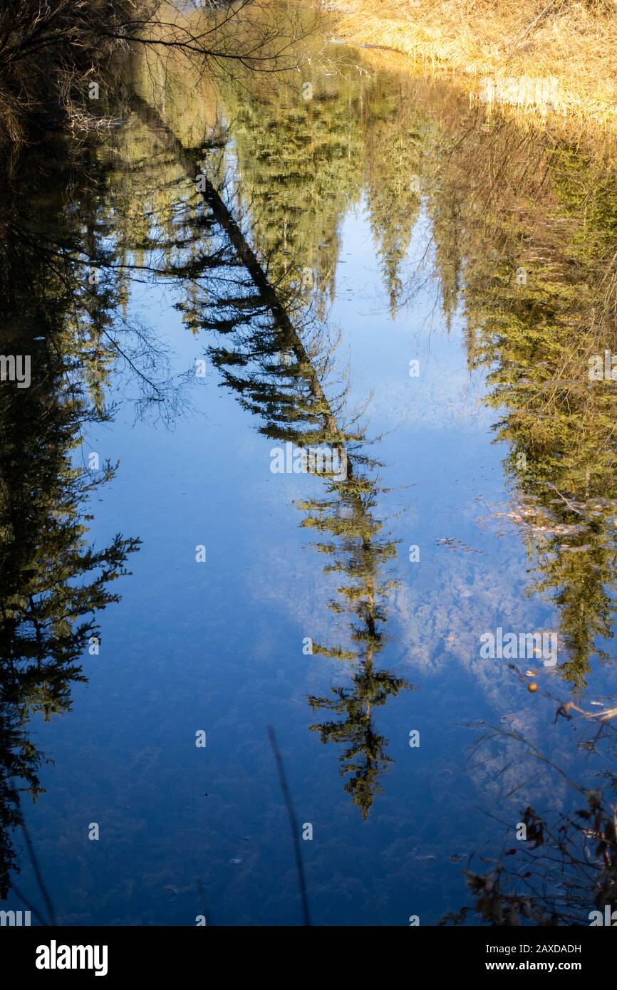 Un albero disperso pende su un torrente glassy liscio Foto Stock