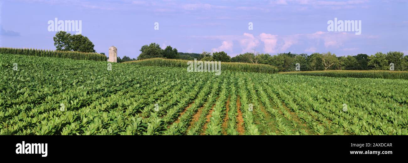 Tobacco Crop Field, Lancaster County, Pennsylvania, Stati Uniti Foto Stock