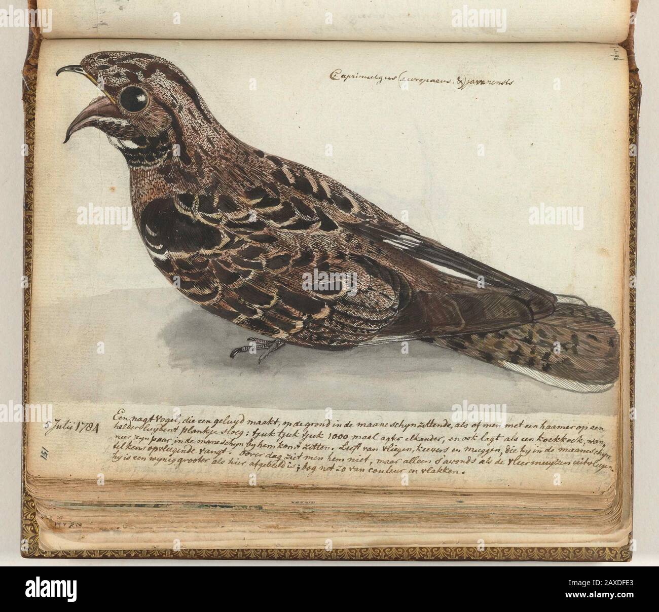 'Nachtvogel; Kleurtekening van een vogel, gezien van boven, iets van opzij. Met opschrift. Onderdeel uit het schetsboek van Jan Brandes, dl. 1 (1808), pag. 151; ; disegno; 1784-07-05; 1784-07-05; ' Foto Stock