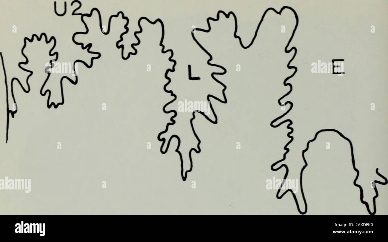 Annali del MuseumAnnale van die Suid-Afrikaanse Museum . B Fig. 3. Yabeiceras manasoaense campione 4492. A. vista Ventrale x 1. B. vista Dorsale x 1. 166 ANNALI DEL MUSEO SUDAFRICANO. Fig. 4. Linea di sutura esterna di Yabeiceras manasoaense Collignon, campione 4492 a larghezza 30 mm x 3. Dimensioni Specimen4492 . Holotype(Collignon 1965)Matsumoto 1971 D Wb Wh Wb/Wh U 92,5 34(36,9) 21,5(23,2) 1,5 50,5(54,6) 105 37(35) 24(23) 1,5 51(49) 149 38,6(26) 43,2(29) 0,9 72,4(48) (Muramoto coll. OB-S-6-pl) Differenze di discussione tra le nove specie descritte di Yabeiceras Foto Stock