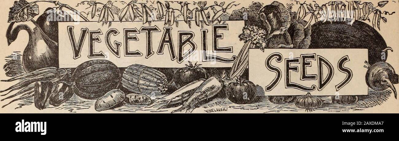 Giardino, campo e semi di fiori. Un Campo di NYMPHAE DAHLIAS. Il seguente elenco contiene tutte LE VARIETÀ STANDARD Di Ortaggi e Le SPECIALITÀ NOVELTIESe di recente introduzione. Le varietà Specialmente Raccomandate sono stampate in CAPITELLI.I nostri semi SONO TESTATI e COLTIVATI CON ATTENZIONE e ci sentiamo giustificati nel dire CHE NESSUNO BETTERare ESSERE AVUTO. I SEMI DI FAUSTS SONO DI PRIMA CLASSE IN OGNI PARTICOLARE. Istruzioni complete Cul-ture con illustrazione e descrizione Stampate su Ogni pacchetto di quasi tutte le varietà. J^È possibile selezionare Trentacinque Centesimi Di Valore, extra, per Ogni dollaro ci ha inviato per semi inPa Foto Stock