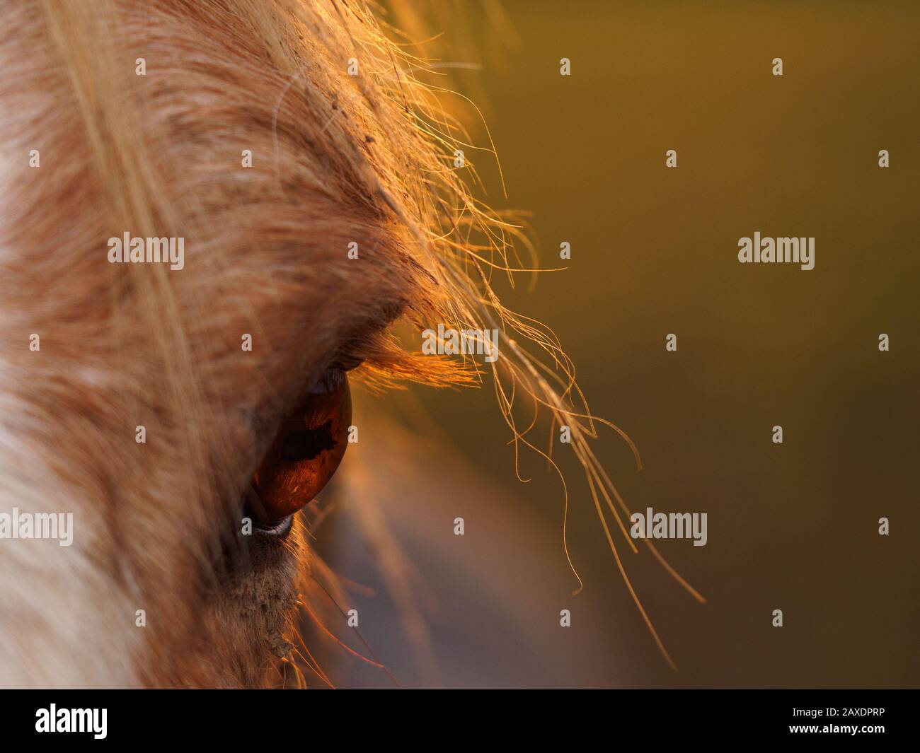 Nell'occhio del beholder Foto Stock