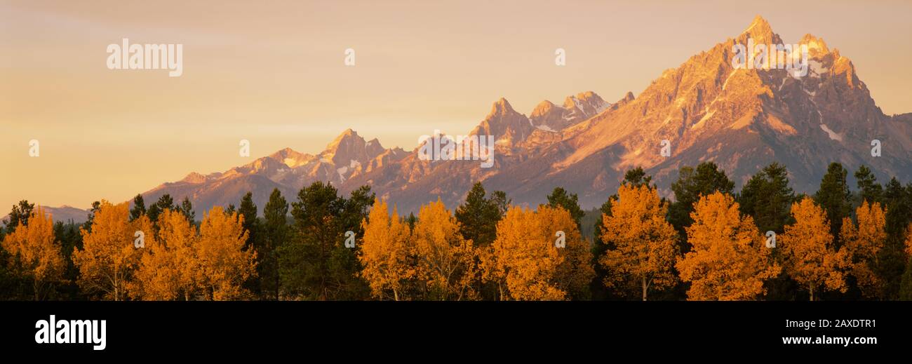 Aspen Trees on a Mountainside, Grand Teton, Teton Range, Grand Teton National Park, Wyoming, USA Foto Stock