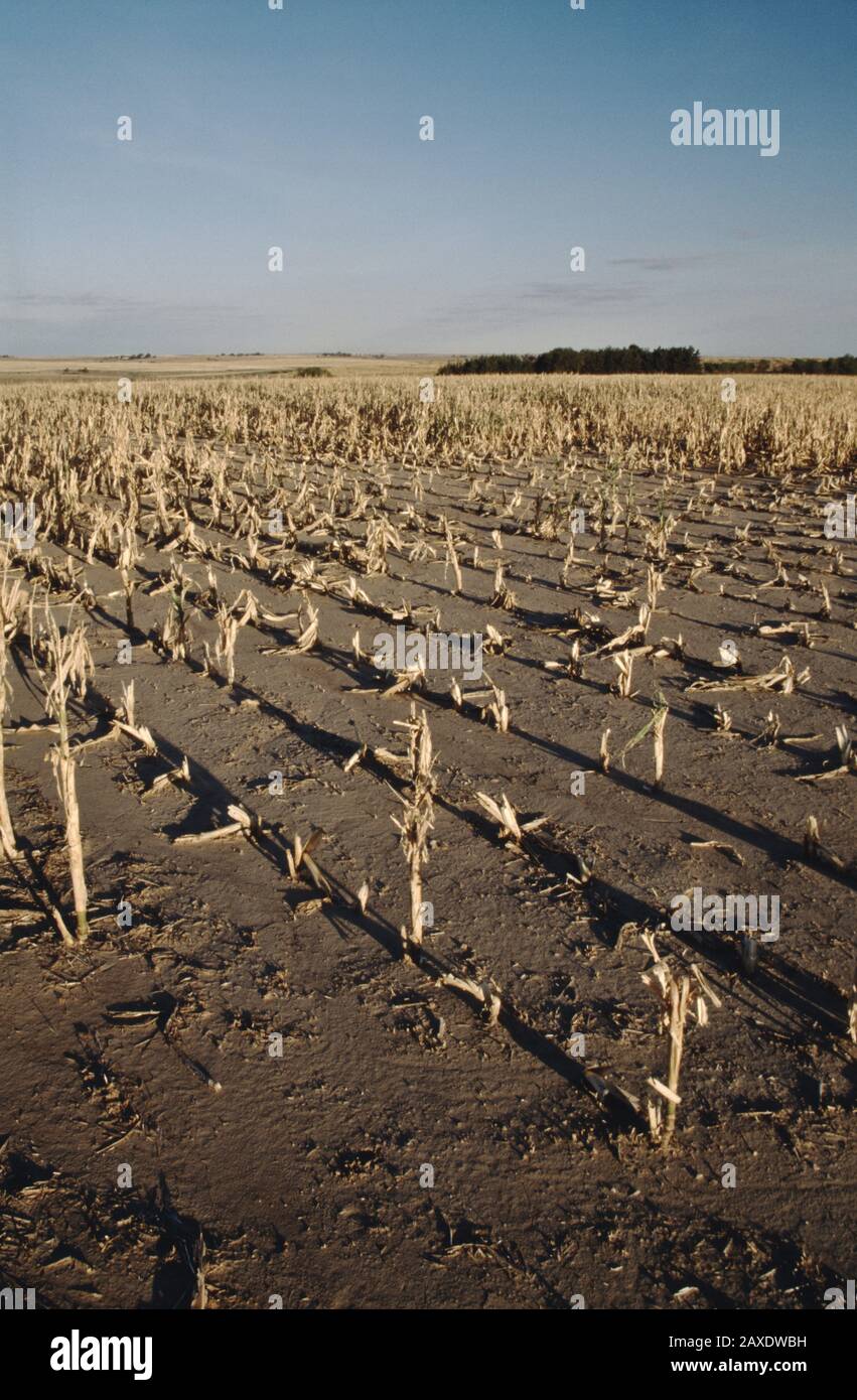 Campo di mais 'Zea mays', il raccolto è fallito a causa di siccità e grandine tempesta danni, Nebraska. Foto Stock