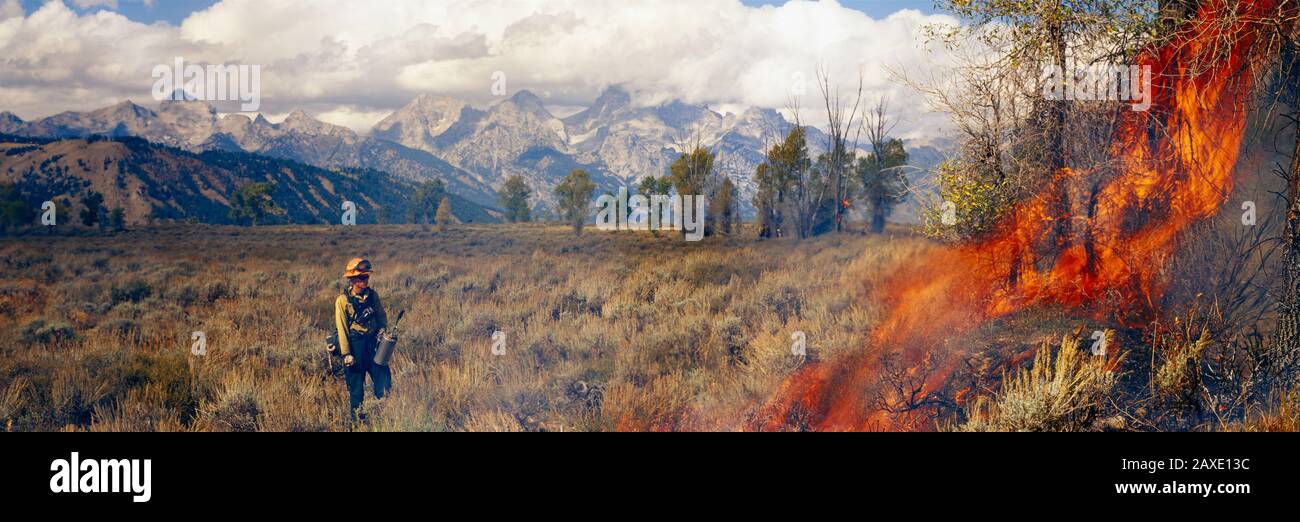 Alberi brucianti in una foresta con catena montuosa sullo sfondo, Grand Teton, Grand Teton National Park, Wyoming, USA Foto Stock