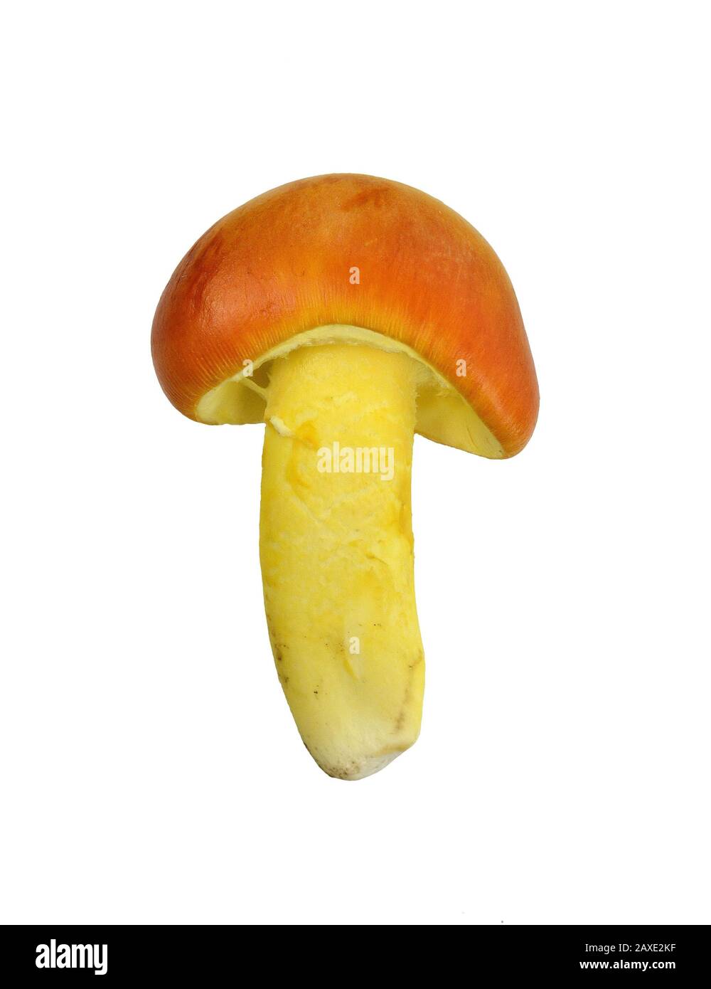 Primo piano di Amanita Caesarea Mushrooms, noto anche come Caesars Mushroom isolato su bianco. In Francia conosciuto come Roi de Champignons. Foto Stock