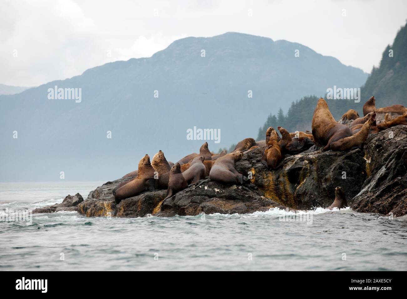 Leoni marini seduti su una costa rocciosa Foto Stock