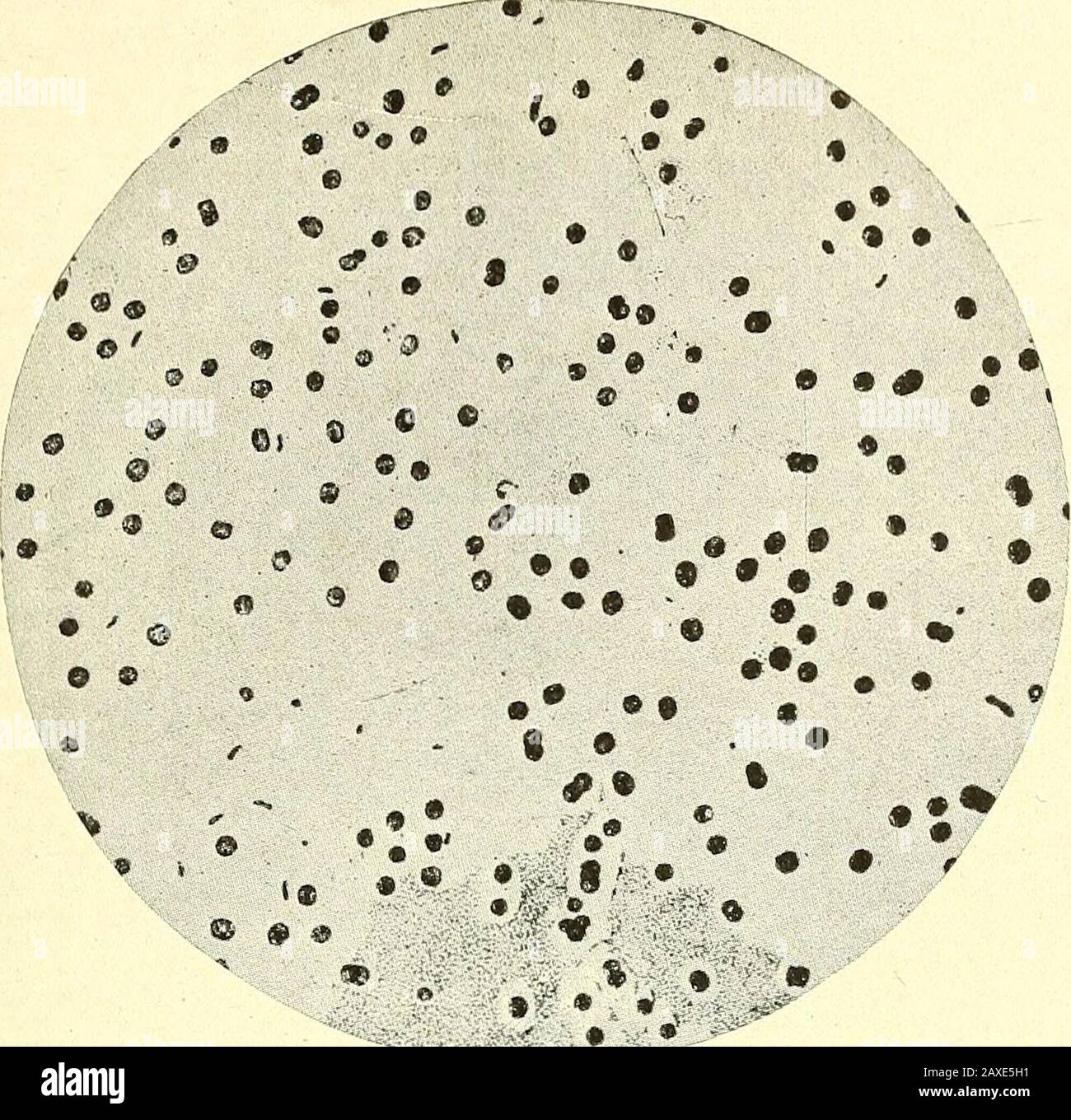 Fisiografia forestale; fisiografia degli Stati Uniti e principi di suoli in relazione alla silvicoltura bacillus(No. 30) ha causato un raddoppio dello sviluppo di azoto. Alcuni batteri hanno potere di fissaggio dell'azoto quando in asso-ciation simbiotico con vari legumi come trifoglio, ecc., e accumulano large di nitrati solubili che sono infine usati dalla pianta ospite. 1 sono presenti anche nel terreno batteri anaerobici o denitrificanti la cui vita funziona arenot dipendente dalla presenza di aria in quanto sono in grado di avvalersi di ossigeno combinatoriducendo gli ossidi pres Foto Stock