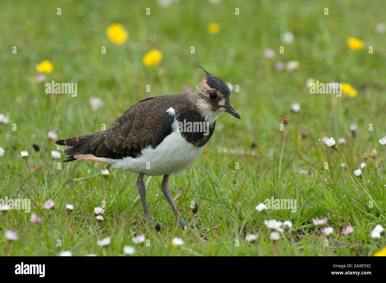 Lapwing (Vanellus vanellus) nutrirsi in machir, South Uist, Western Isles, Scozia Foto Stock