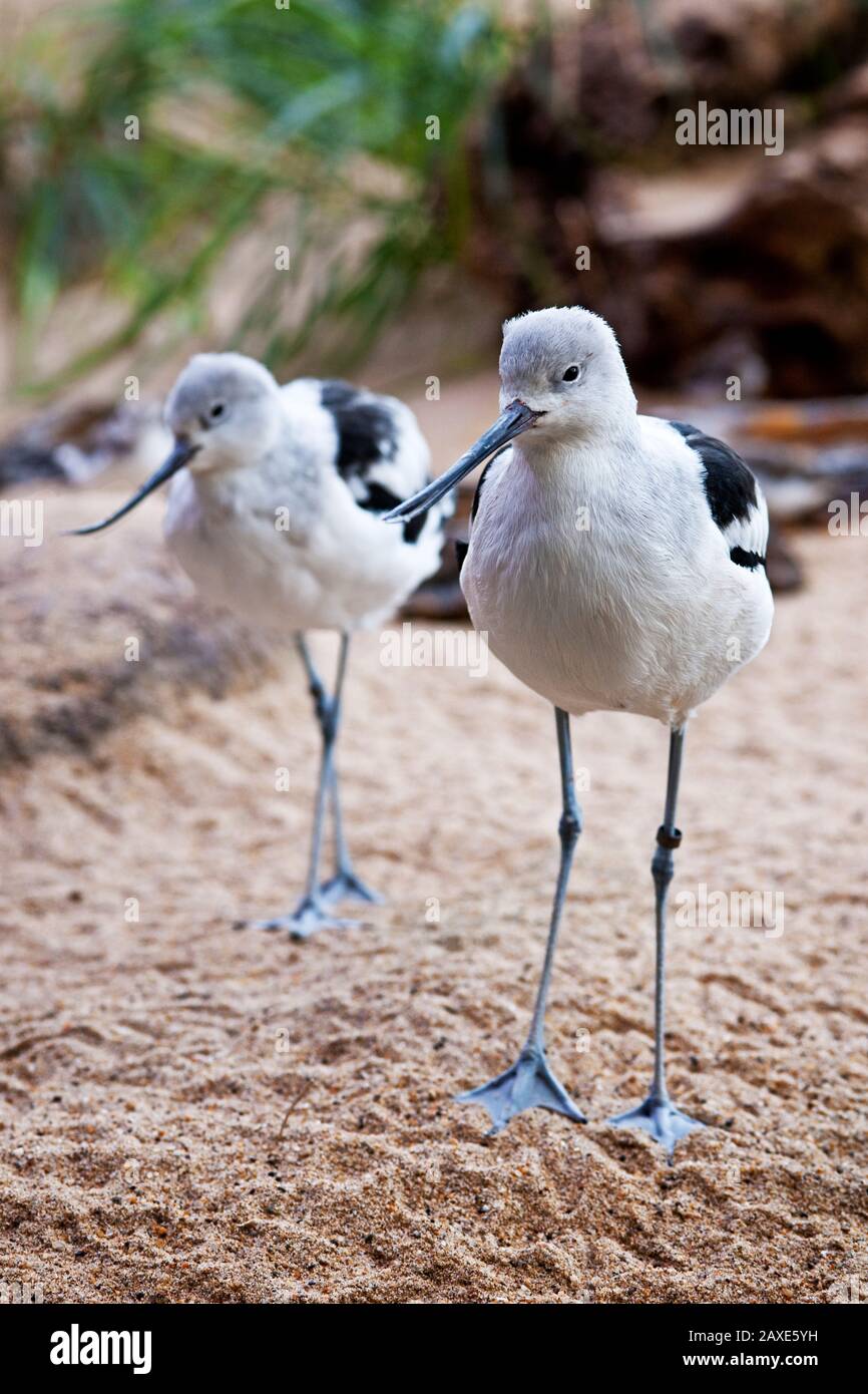 Uccelli guado sulla sabbia Foto Stock