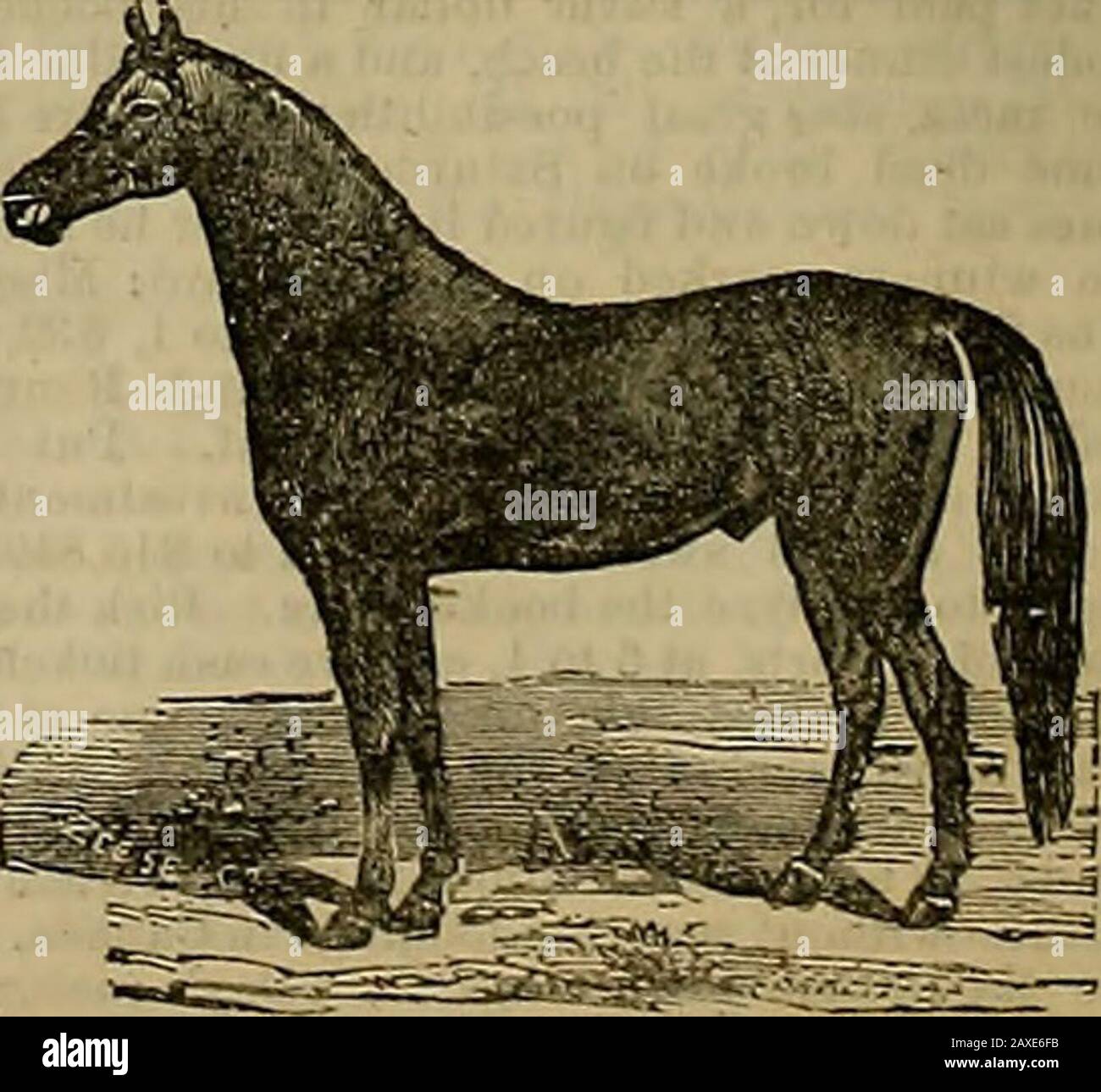 Allevatore e sportivo. DENTISTA VETERINARIO. Riferimenti: Scott & Mccord, Fashion Stable; Wm. Gerhart, Ne-vada Stable; J. M. Parker, Telegraph Stable; O. Hink-iev, Baldwin Stable; Col.Dickey, Bay District Course;c. W. Smith, H. McConn, J. C. Simpson, J. P. Kerr, City; R. F. Simpson, A. Gates, Root. Glover, G. Lap-Ham, Oakland. Omceat Fashion Stable, 221 Ellis Street.. IN VENDITA. PUROSANGUE DI TUTTE LE ETÀ. Enquire OF IIIMV WALSH, Snpt Running Horse Dep tPalo Alto Stock Farm i 1384 gte jBrccrrcr e ^ptndsman. 18b MA DIRETTAMENTE Dal Manufacturer.Cars UGGIEri Foto Stock