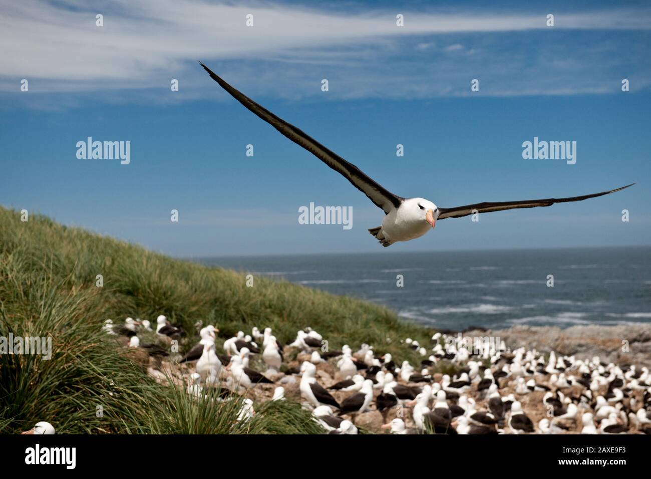 Seagull in volo mentre il resto del gregge rilassarsi sulla spiaggia. Foto Stock