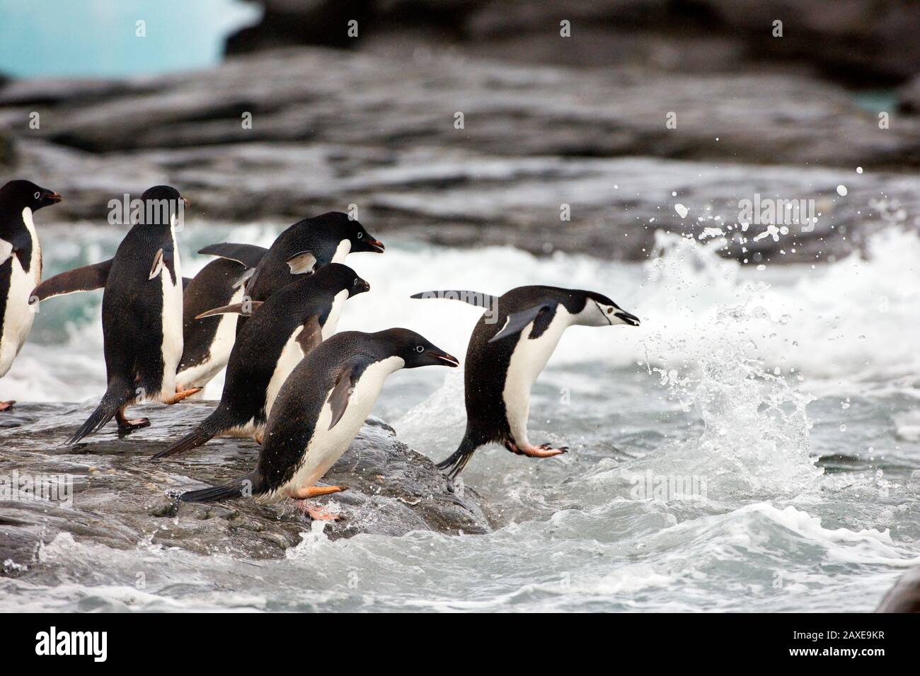 Gruppo di pinguini si tuffano da una roccia insieme nel mare. Foto Stock