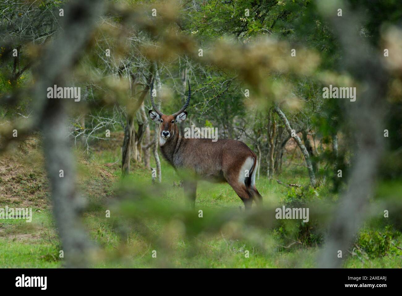 Un waterbuck guarda attraverso un piccolo divario nei cespugli durante il safari in Uganda. Foto Stock