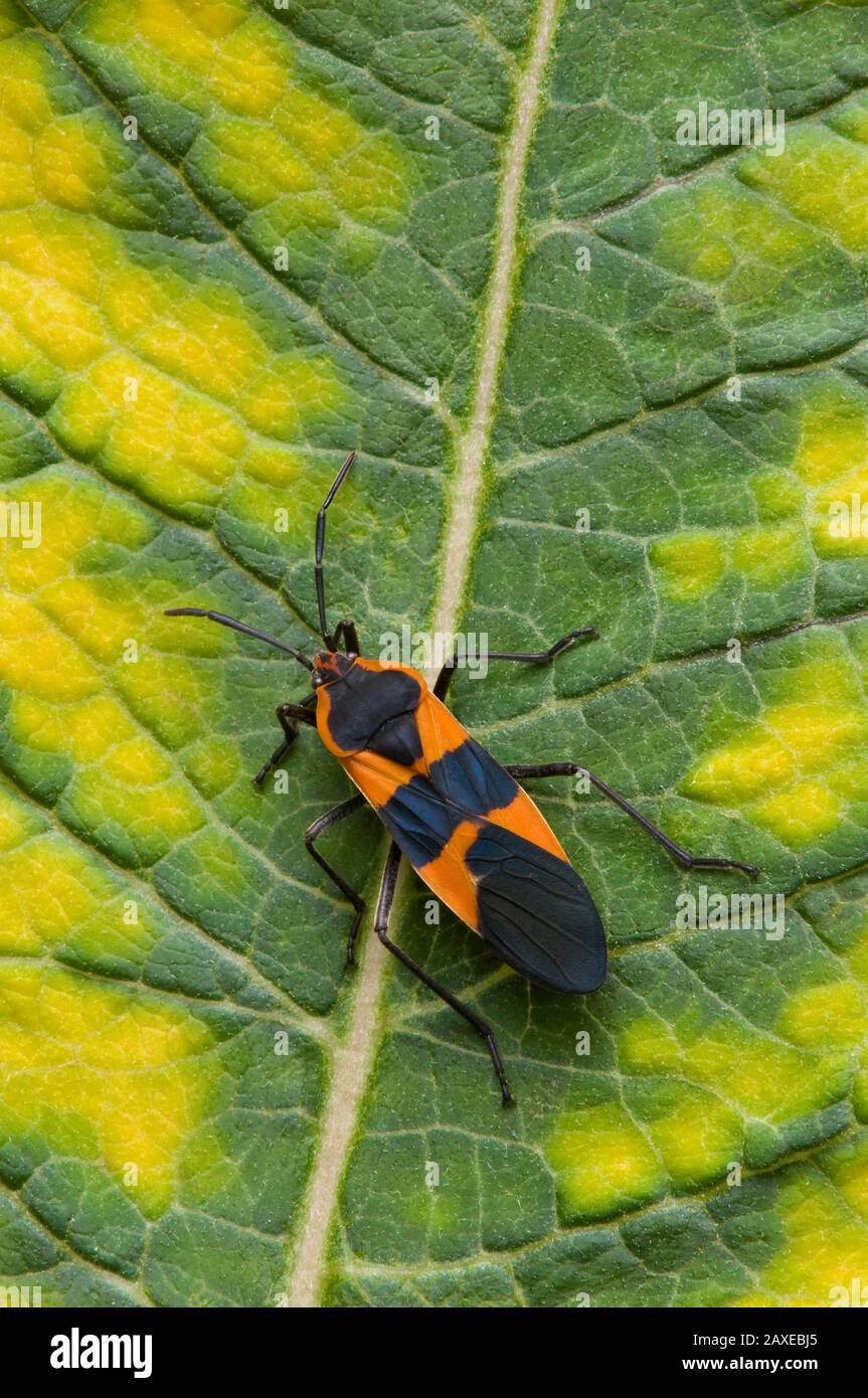 Milkweed Bug on Common Milkweed (Asclepias syriaca), e USA, di Skip Moody/Dembinsky Photo Assoc Foto Stock