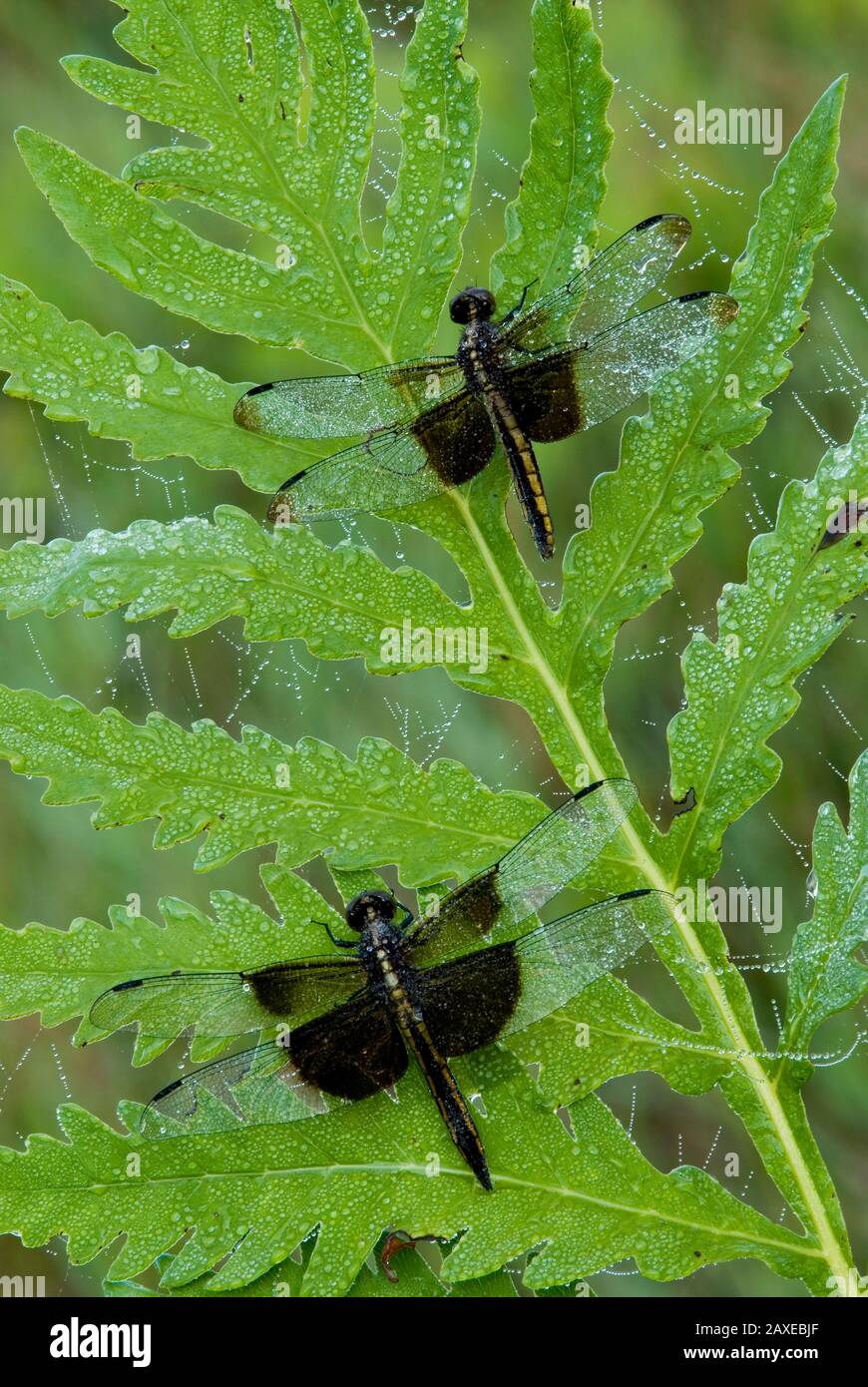 Vedova Skimmer Dragonflies (Libellula luctuosa) riposante su felci Sensibili (Onoclea sensibilis), Stati Uniti orientali, da Skip Moody/Dembinsky Photo Assoc Foto Stock