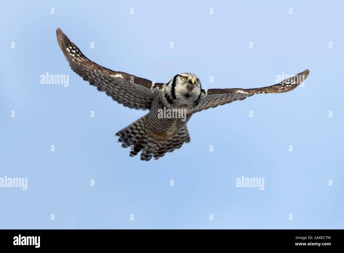 Hawk Owl in volo Foto Stock