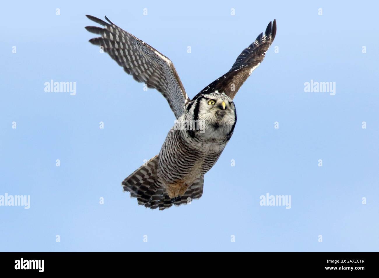 Hawk Owl in volo Foto Stock