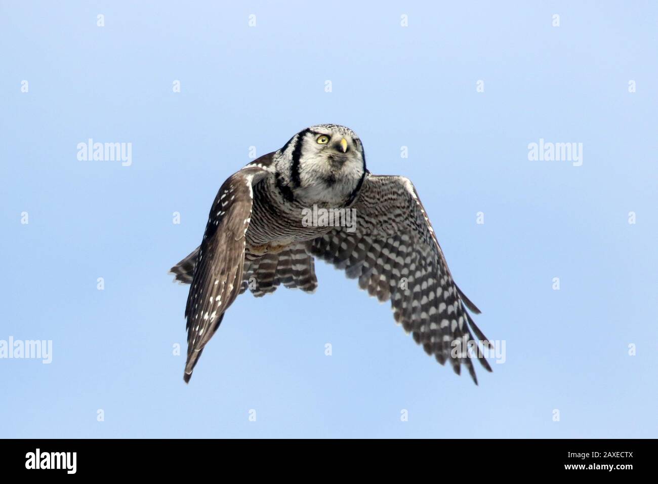 Hawk Owl in volo Foto Stock