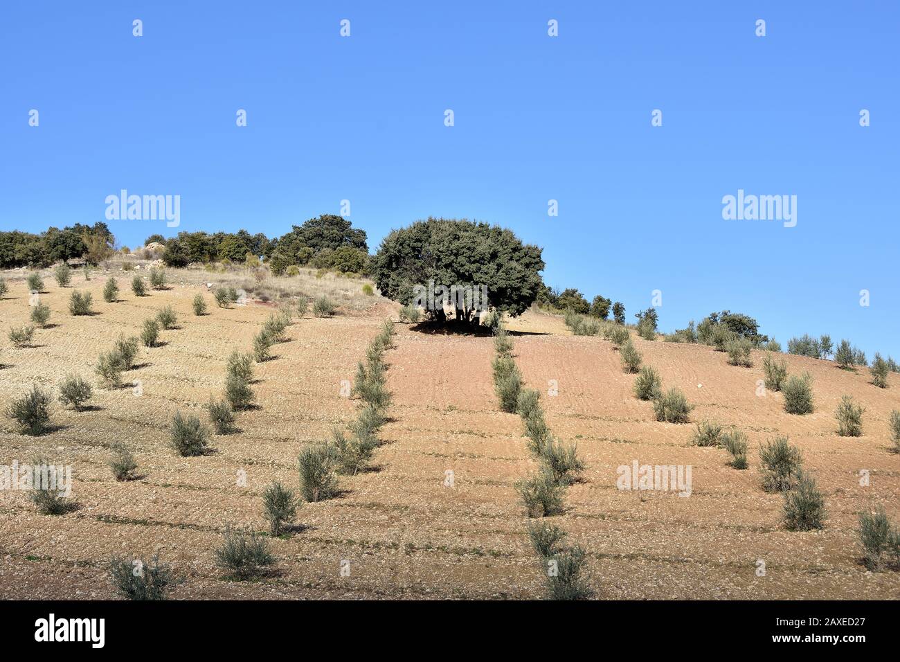 Bella quercia solitaria tra i giovani olivi in autunno Foto Stock